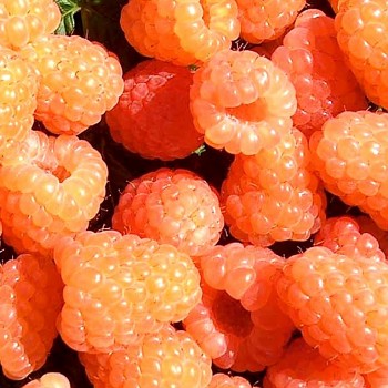 MALINÍK ´VALENTINA´ XL kont. 2L