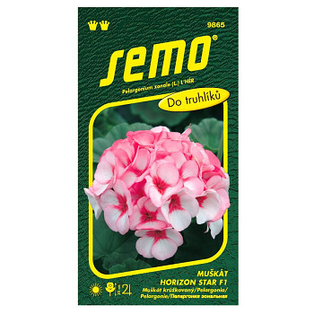 SEMO Pelargonie páskatá - Horizon Star F1 11s