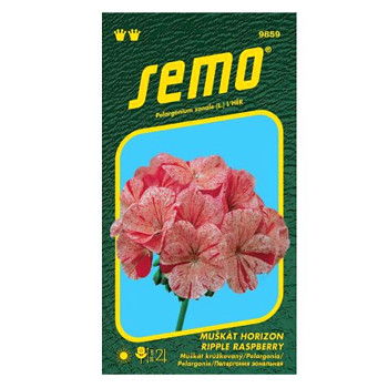 SEMO Pelargonie páskatá - Horizon Ripple Raspberry 11s