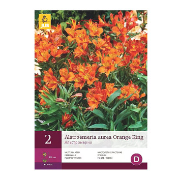 ALSTROEMERIA´ORANGE KING´ (2 hlízy) 