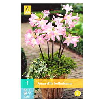 AMARYLKA BELLADONNA (1 cibule)	