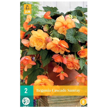 BEGÓNIE ´CASCADE SUNRAY´