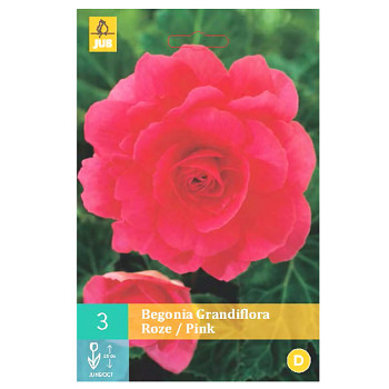 BEGÓNIE ´GRANDIFLORA PINK´ (3 cibule)
