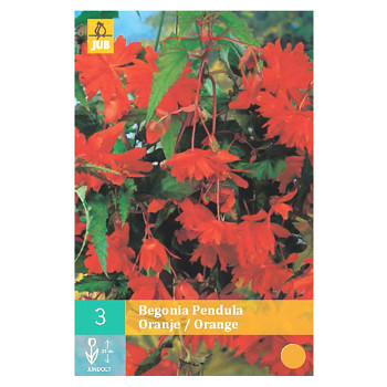 BEGÓNIE PENDULA ORANGE (3 cibule)
