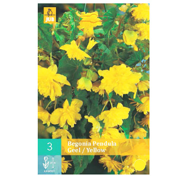 BEGÓNIE ´PENDULA YELLOW´ (3 cibule)