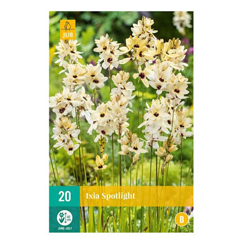 DUHOVNICE ´SPOTLIGHT´ (20 cibulí) 