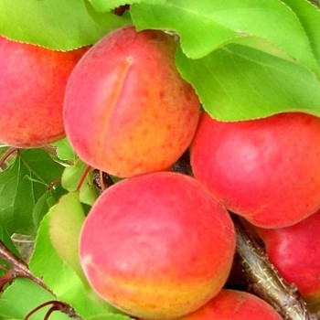 MERUŇKA HAROGEM - Podnož Ryngle zelená kont. 4L
