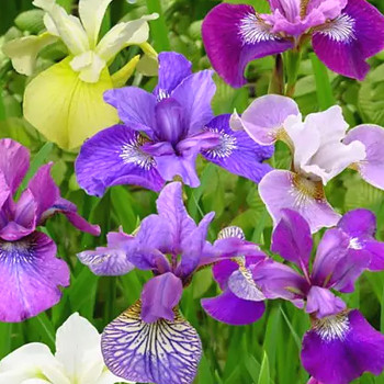 KOSATEC ´SIBIRICA BREEDERS MIX´	