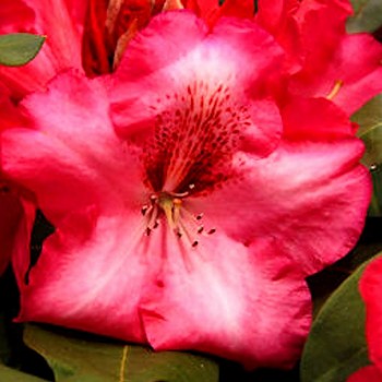RHODODENDRON ´CHERRY KISS´ kont. 2litry