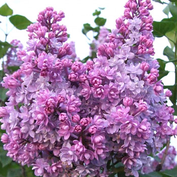 KEŘOVÝ ŠEŘÍK ´KOLCHOZNICA ´ kont. 4L