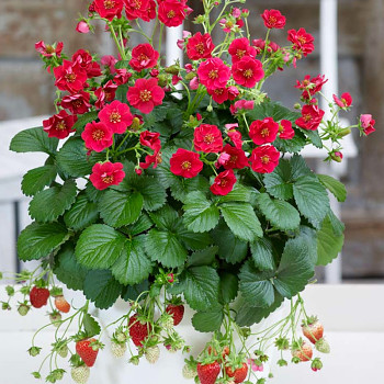 JAHODNÍK PŘEVISLÝ ´SUMMERBREEZE ROSE´ - do truhlíků