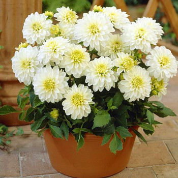 JIŘINA GALLERY ART FAIR® (1 hlíza)