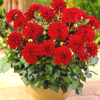 JIŘINA ´GALLERY SINGER´® (1 hlíza)