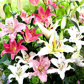 Karta XXL - Lilie ORIENTAL PASTEL MIX (5 cibulÍ)