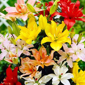 Karta XXL - Lilie ASIATIC MIX (5 cibulÍ)