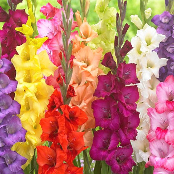 Karta XXL - Mečík MIX (25 cibulí) 