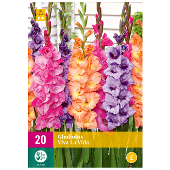 Karta XXL - Mečík VIVA LA VIDA (20 cibulí)