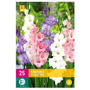 Karta XXL - Mečík PASTEL MIX (25 cibulí)