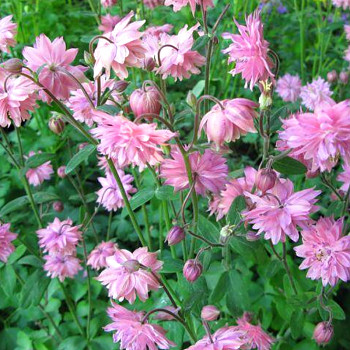 ORLÍČEK ´ROSE BARLOW´