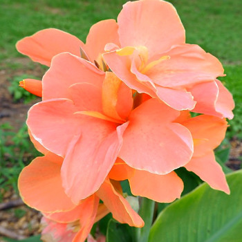 DOSNA ´PEACH BLUSH´ (1 hlíza )