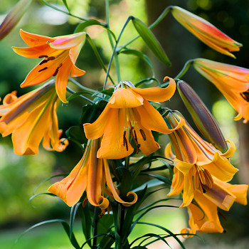 LILIE ´AFRICAN QUEEN´ (1 cibule)