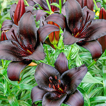 LILIE ´NIGHTRIDER´  (1 cibule)