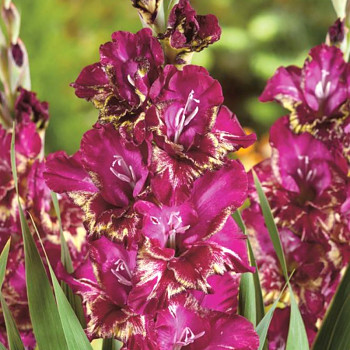 GLADIOLA ´COLOUR CLUB´ (7 cibulí)