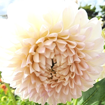 JIŘINA ´BOOM BOOM WHITE´ (1 hlíza)