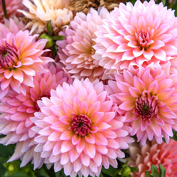 JIŘINA ´GALLERY LEONARDO´® (1 hlíza)