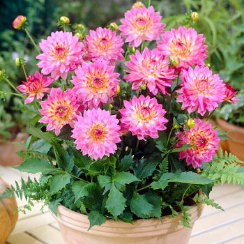 JIŘINA ´GALLERY BELLINI´® (1 hlíza)