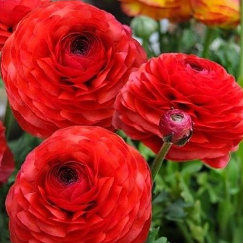 Pryskyřník ´RED´ (10 cibulí)