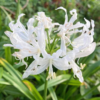 NERINKA ´BOWDENOVA ALBA´ (2 cibule)