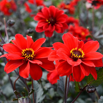 JIŘINA BISHOP OF LLANDAFF (1 hlíza)