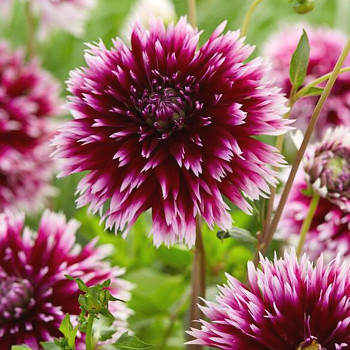 JIŘINA ALAUNA CLAIR OBSCUR (1 hlíza) 