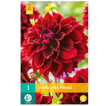 JIŘINA ´DARK FUBUKI´ kont. 2L