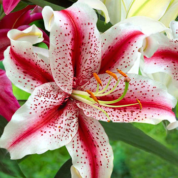 LILIE ´DIZZY´ ( 2 cibule)