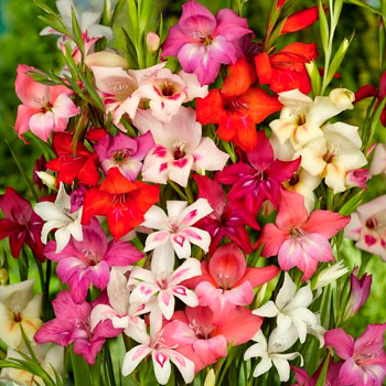 GLADIOLA ´NANUS MIX´ (10 cibulí)