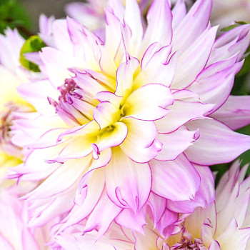 JIŘINA ´CRAZY LOVE´ (1 hlíza)