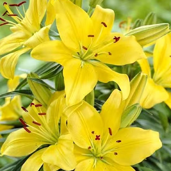 LILIE ´YELLOW POWER´ (2 cibule)