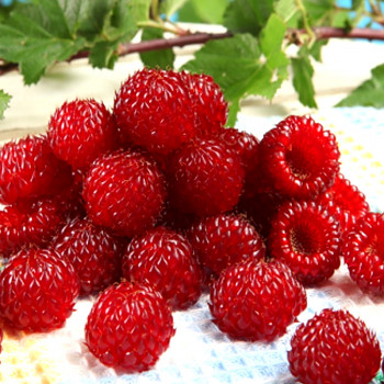 MALINÍK STROMEČKOVITÝ  ´RASPBERRY TOWER HARA´ 