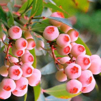 KANADSKÁ BORŮVKA RŮŽOVÁ ´PINK BONBONS´