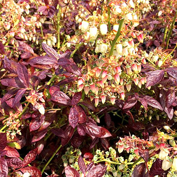 /ČTYŘLETÁ/  KANADSKÁ BORŮVKA ´CABERNET SPLASH®´ - ČERVENÉ LISTY 