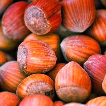 LÍSKA ´RED ZELLER´ kont. 1,5L