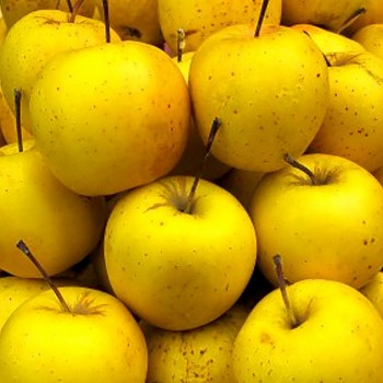 JABLOŇ ORION - podnož M26