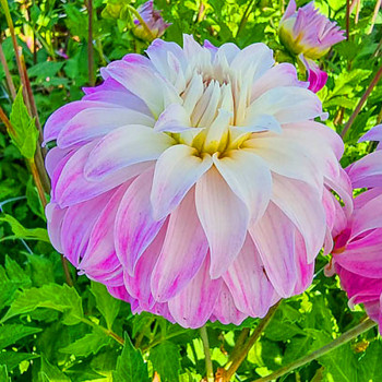 JIŘINA ´PINK PETTICOAT´ (1 hlíza)