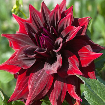 JIŘINA ´BRIGITTA ALIDA´ (1 hlíza)