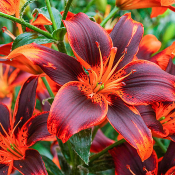 LILIE ´FOREVER SUSAN´ (2 cibule)