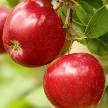 JABLOŇ ´PANENSKÉ ZLEP. ČESKÉ´ - Podnož M26