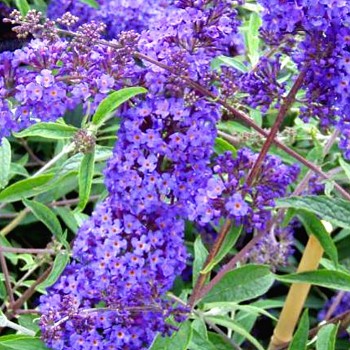 KOMULE DAVIDOVA ´NANHO BLUE´ kont. 1,4L