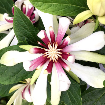 SAZANÍK RAULSTONŮV ´VENUS´ kont. 4L